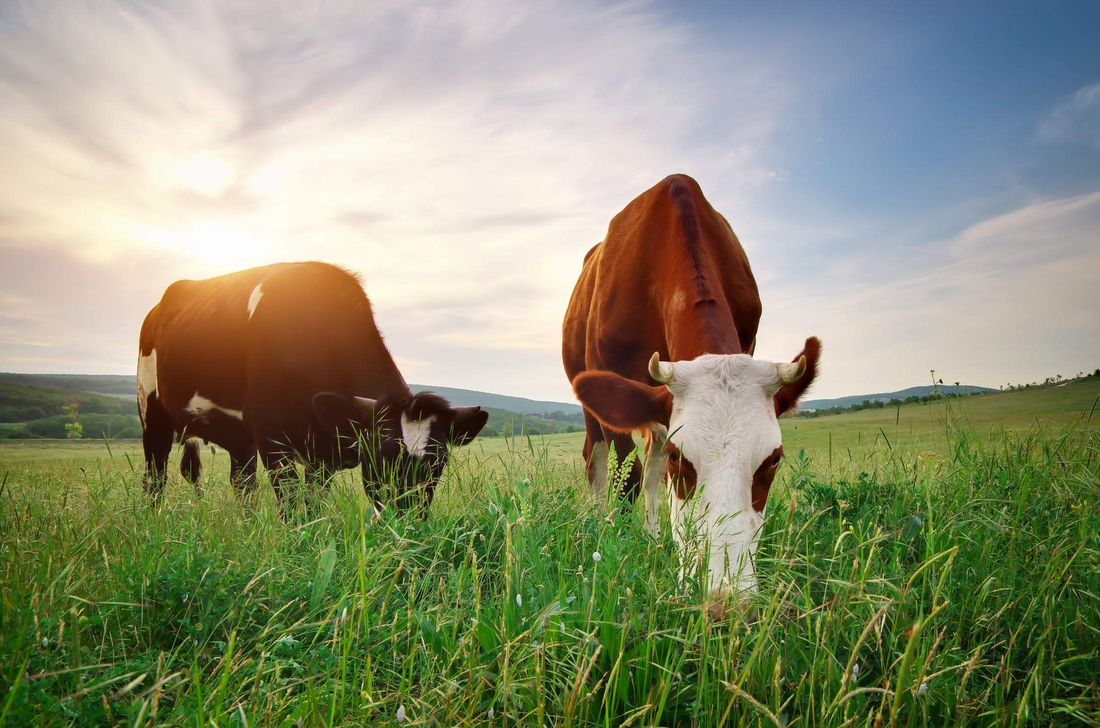 Higher Realms Grass-Fed Collagen Peptides!